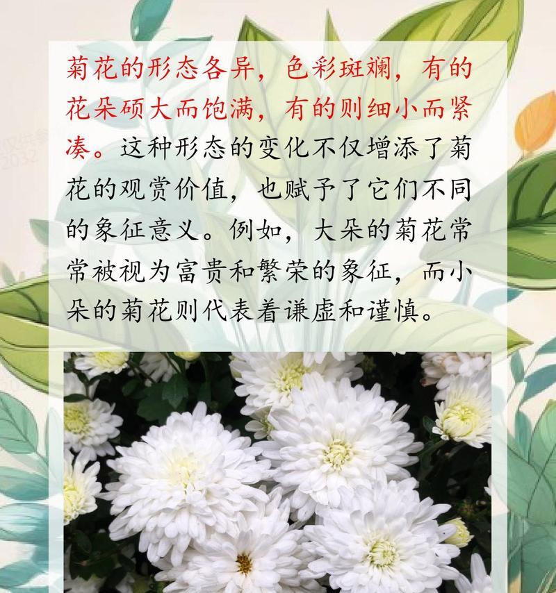 菊花的淡雅花语代表什么？