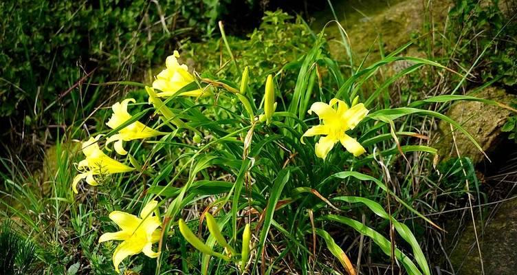 北黄花菜象征着什么？