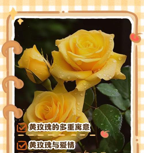 送4支黄玫瑰有何特殊含义？