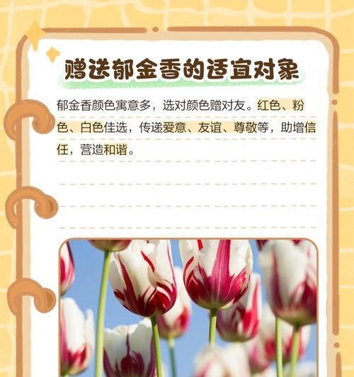 郁金香不同朵数的花语是什么？