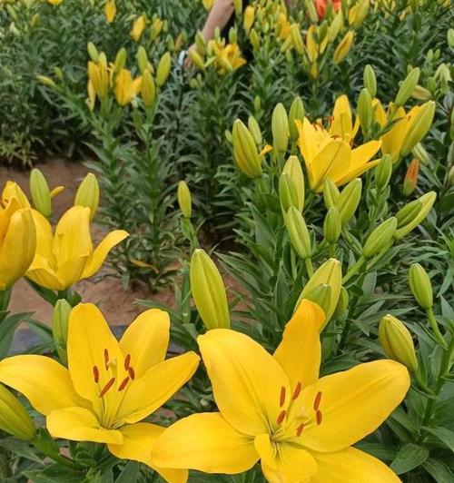 橙黄色百合花的含义是什么？