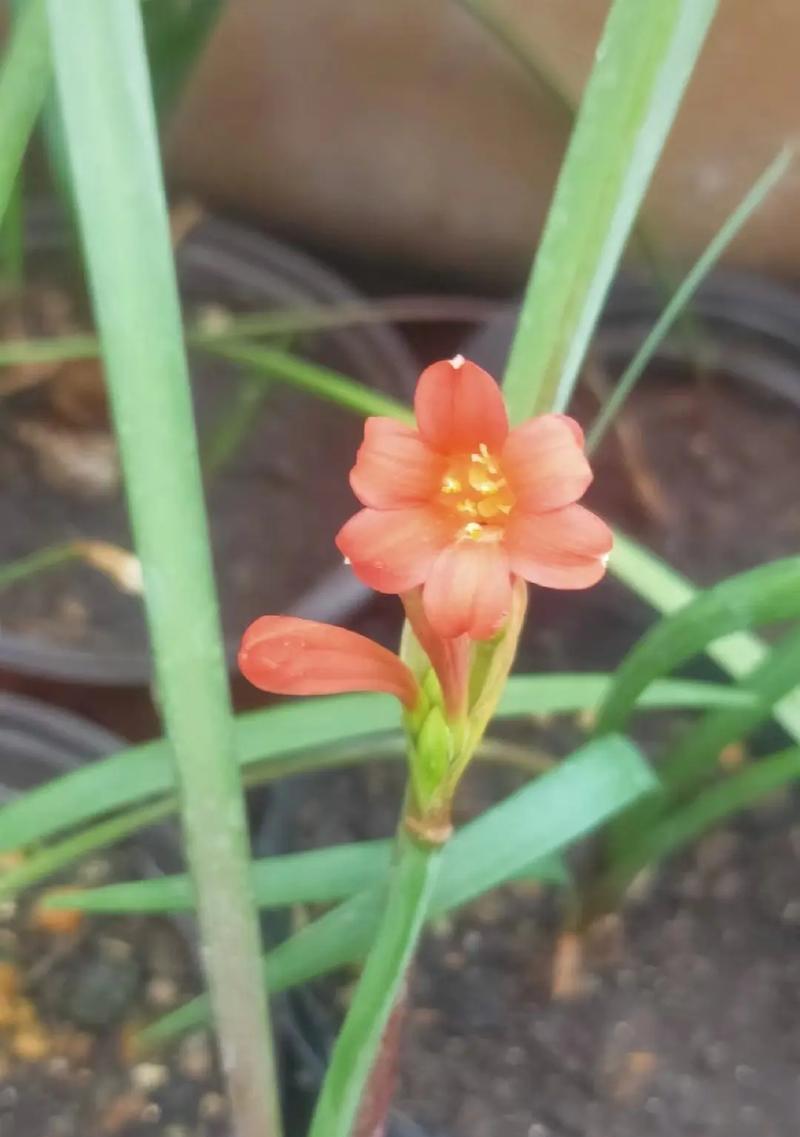 紫根兰象征着什么？