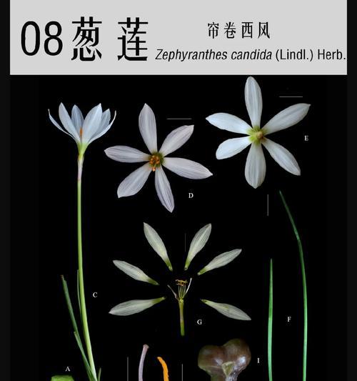 紫根兰象征着什么？