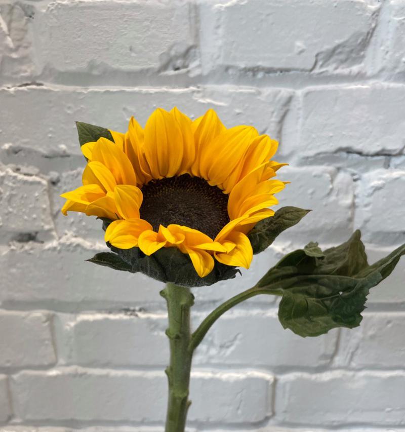 向日葵花束的花语有何寓意？