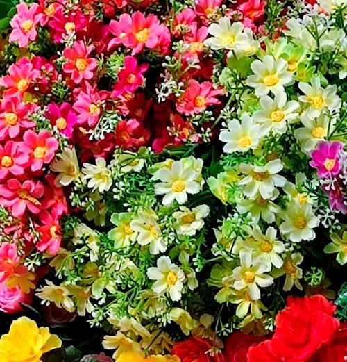 法国小菊的花语有何特别之处？
