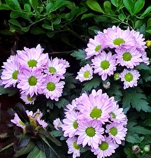法国小菊的花语有何特别之处？
