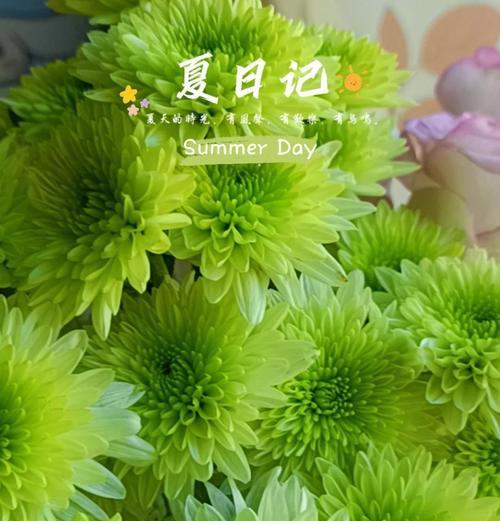 法国小菊的花语有何特别之处？