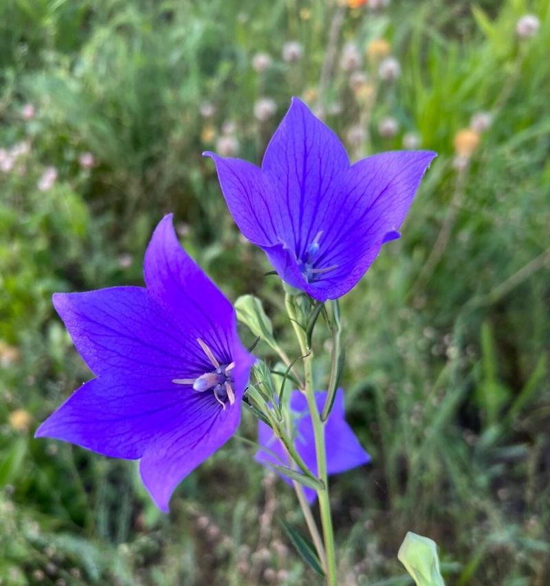桔梗花的花语是什么？
