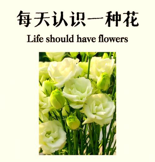 桔梗花的花语是什么？