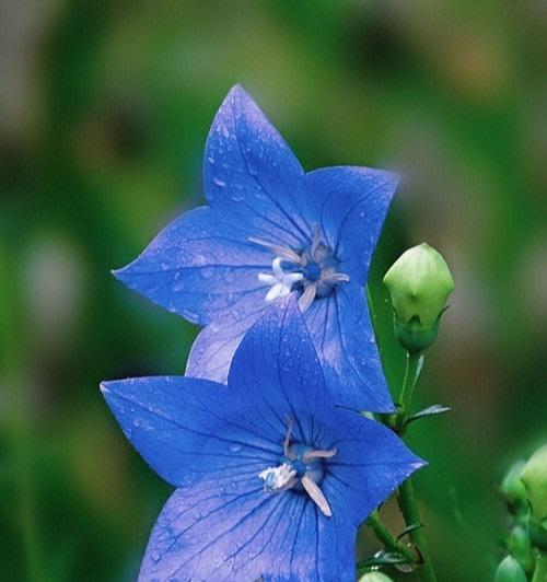桔梗花的花语是什么？