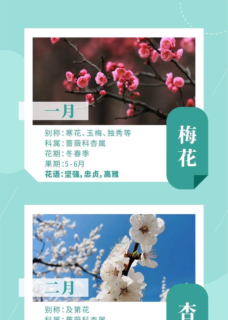 六月的花语有哪些？