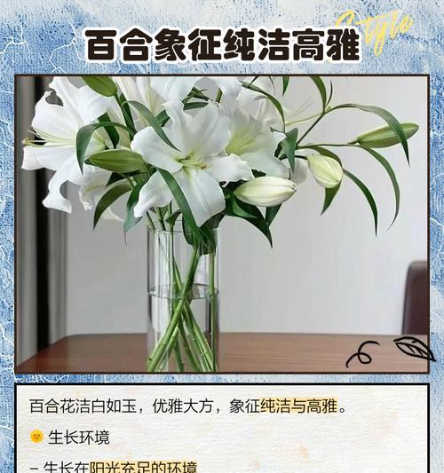 未开的百合花代表什么意义？