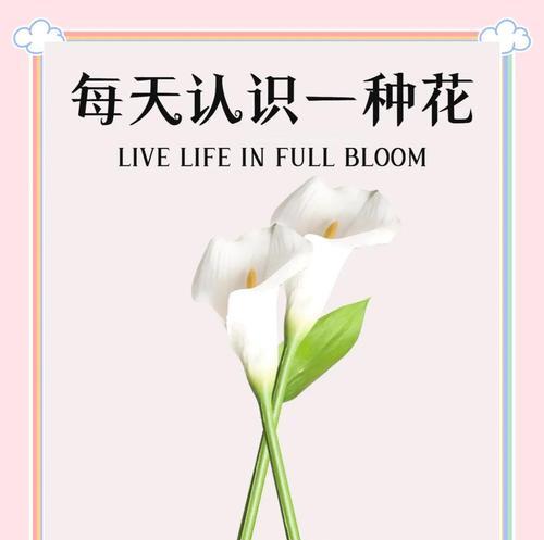 马蹄莲双花的花语是什么？