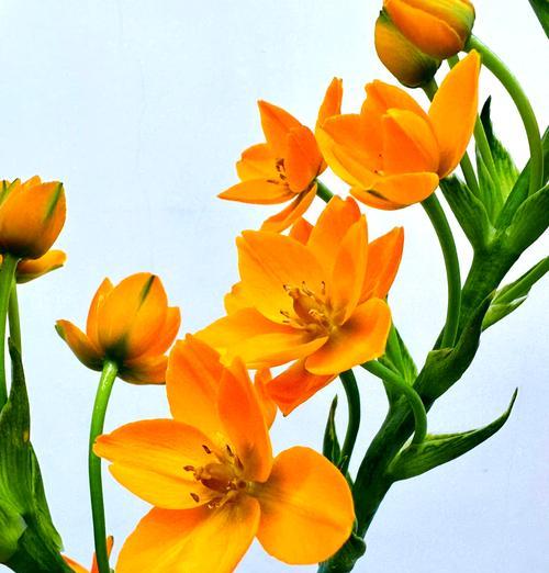 百合花的花语代表什么？