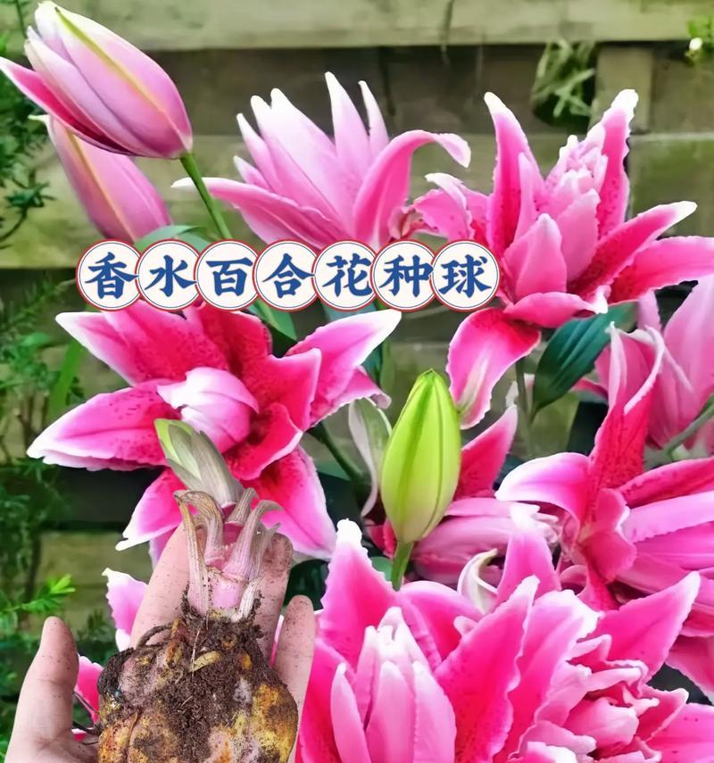 百合花的花语代表什么？