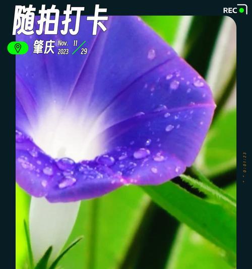 八月有哪些花及其对应的花语？