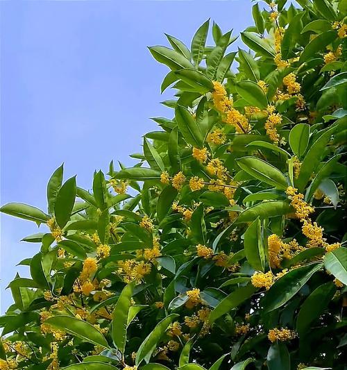 八月有哪些花及其对应的花语？