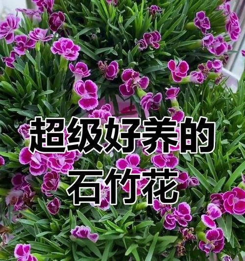 丁香石竹花的花语有何含义？