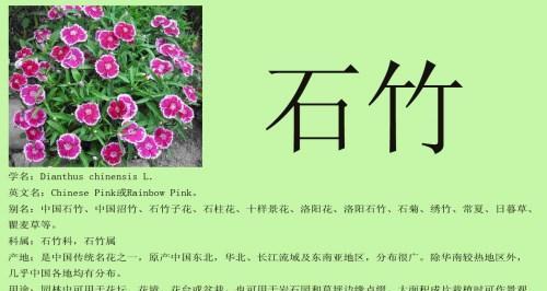 丁香石竹花的花语有何含义？