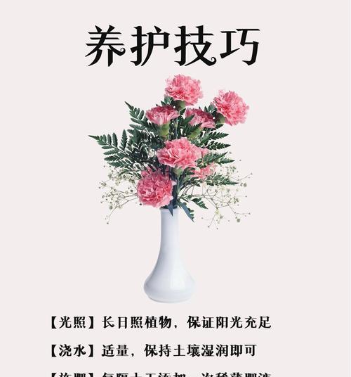 丁香石竹花的花语有何含义？
