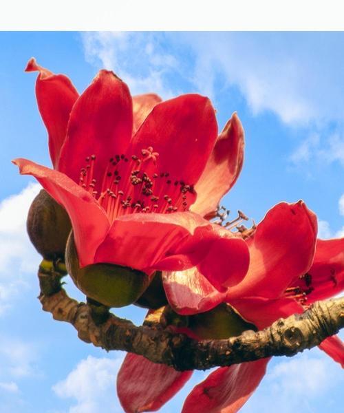 白色木棉花的花语是什么？