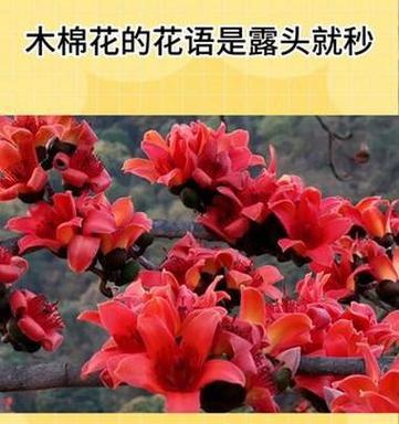 白色木棉花的花语是什么？