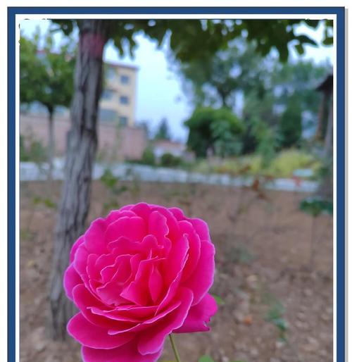 月季花代表心上人的花语是什么？