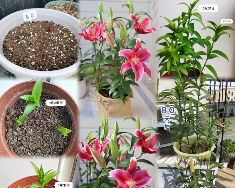 折断的百合花有什么特别的花语？