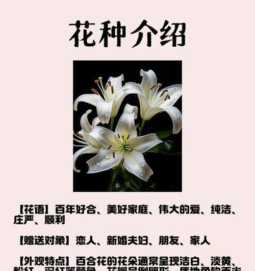 折断的百合花有什么特别的花语？