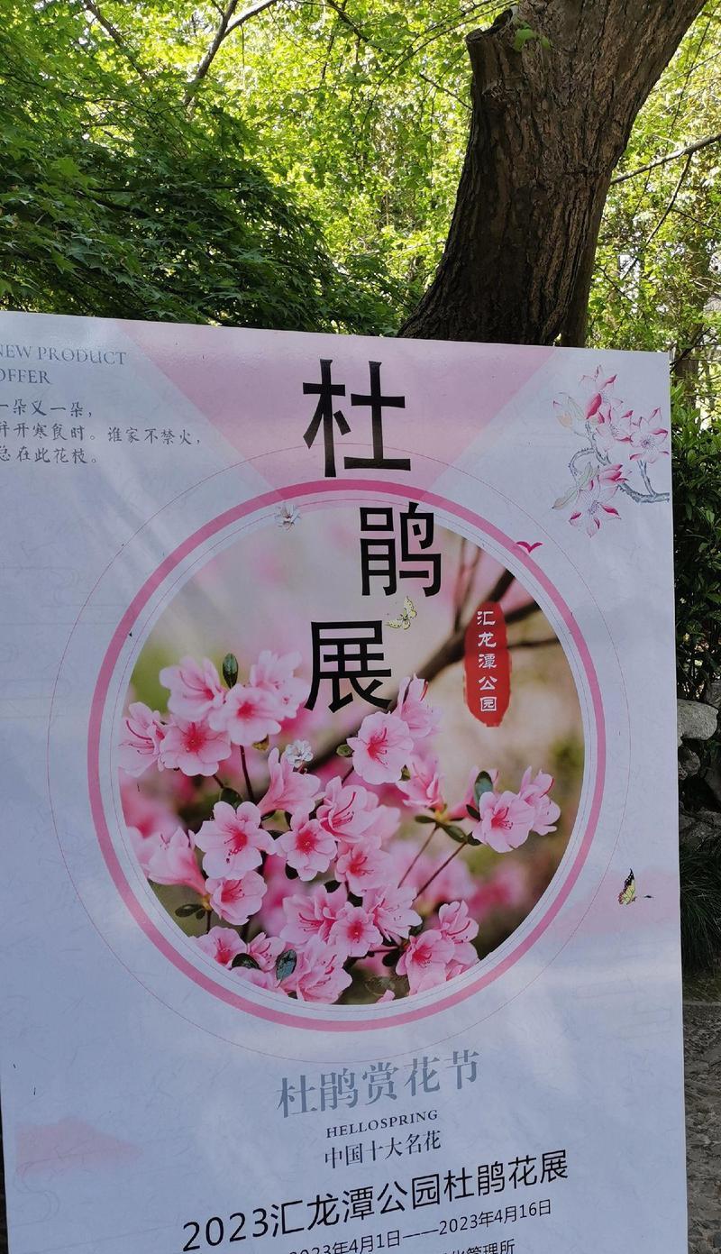 杜鹃花的花语象征着什么？它在文化中扮演什么角色？