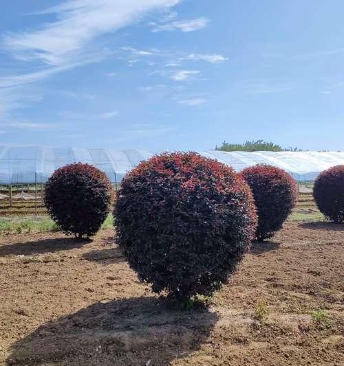 紫叶矮樱的花语是什么？它在传统中意味着什么？