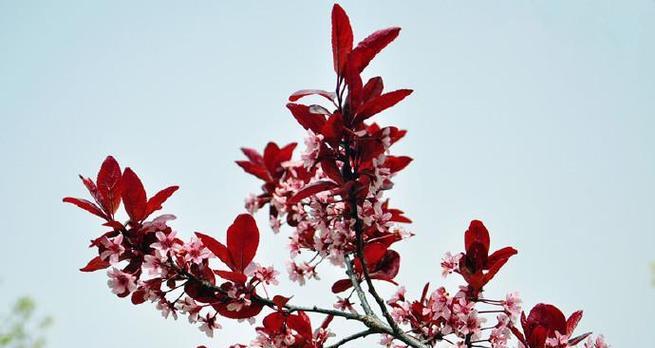 紫叶矮樱的花语是什么？它在传统中意味着什么？