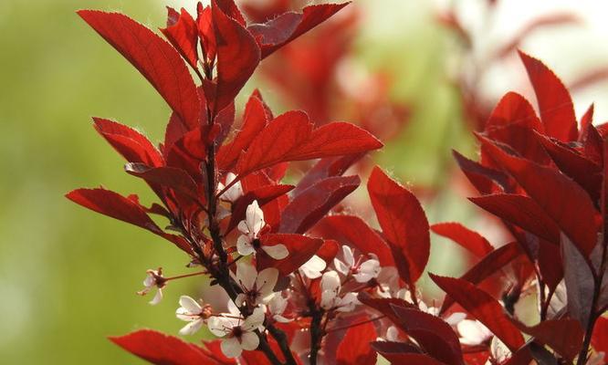 紫叶矮樱的花语是什么？它在传统中意味着什么？
