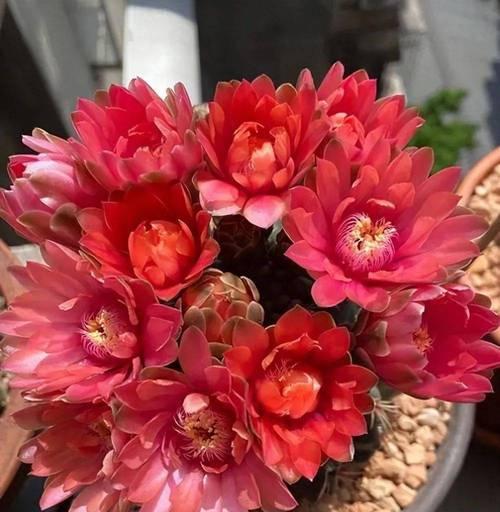 绯花玉盆栽的花语是什么？它在家居装饰中有何寓意？