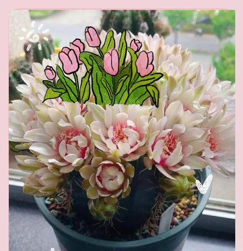 绯花玉盆栽的花语是什么？它在家居装饰中有何寓意？