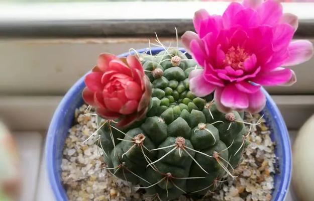 绯花玉盆栽的花语是什么？它在家居装饰中有何寓意？