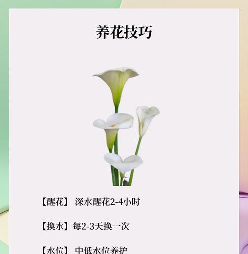 3朵马蹄莲的花语是什么？它们传递了哪些信息？