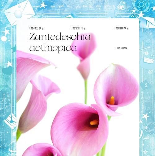 3朵马蹄莲的花语是什么？它们传递了哪些信息？