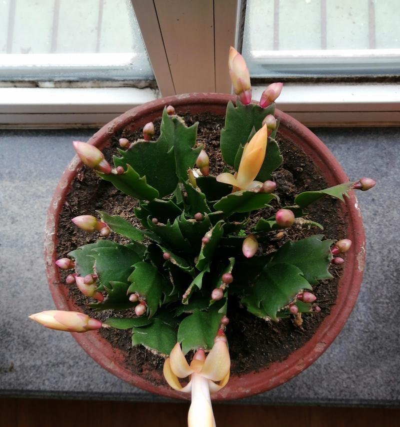 蟹爪兰的花语是什么？它有什么特别的含义？