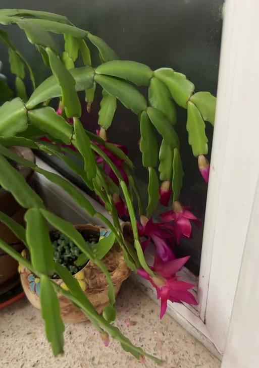 蟹爪兰的花语是什么？它有什么特别的含义？