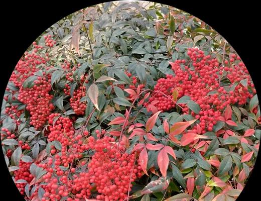 南天竹的花语寓意是什么？它在传统中代表什么？