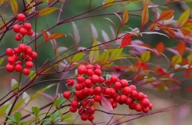 南天竹的花语寓意是什么？它在传统中代表什么？