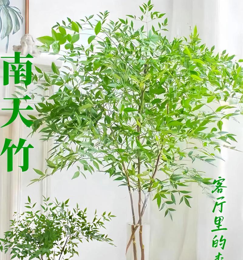 南天竹的花语寓意是什么？它在传统中代表什么？