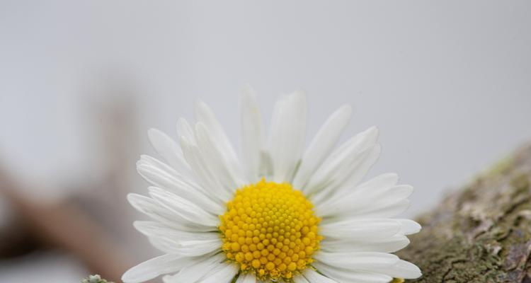 子持莲华锦的花语是什么？它传递了哪些情感？