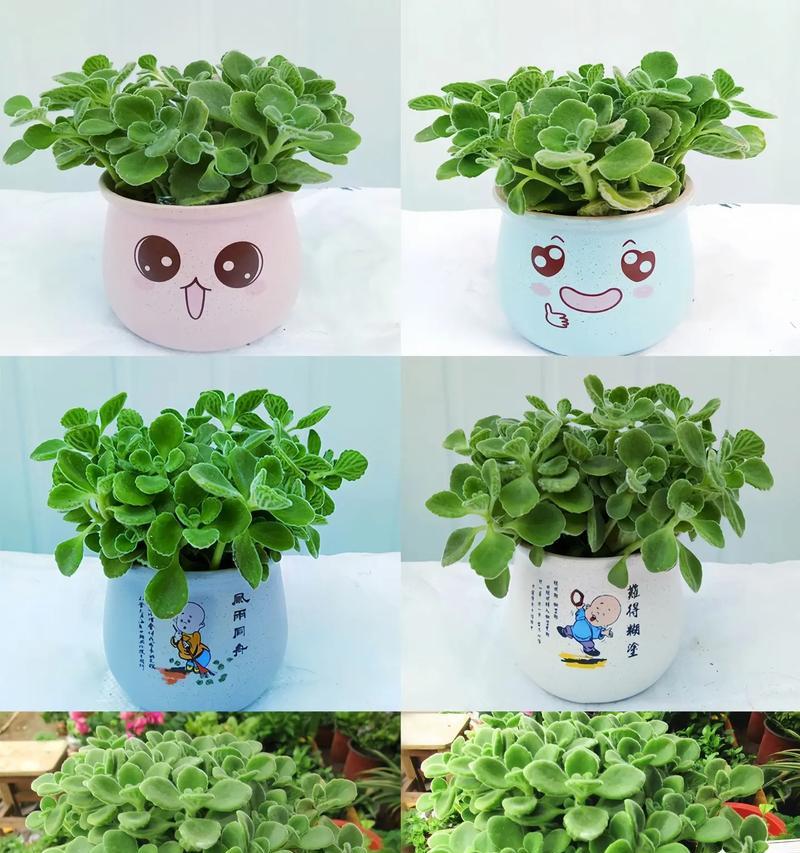 一抹香花的花语是什么？它有什么特别的含义？