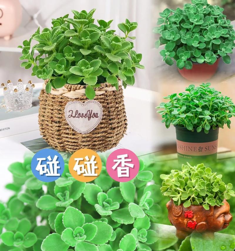 一抹香花的花语是什么？它有什么特别的含义？