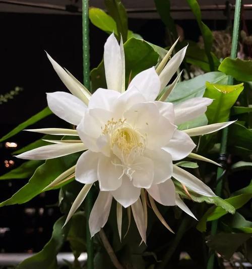福州市市花的花语是什么？它代表了什么？