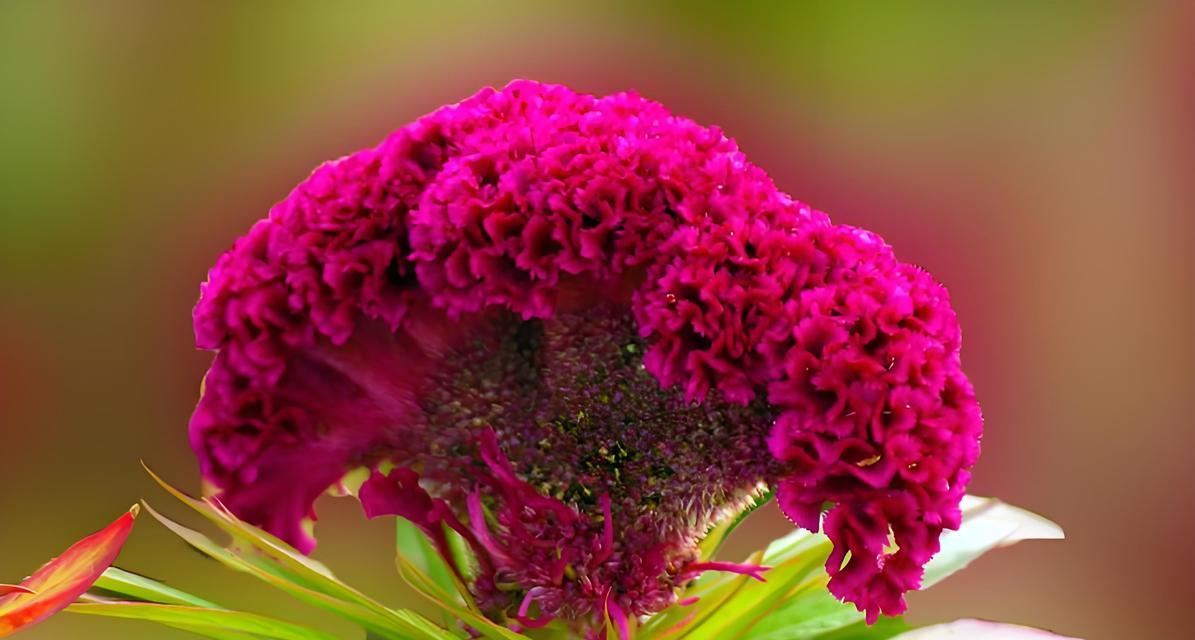 福州市市花的花语是什么？它代表了什么？