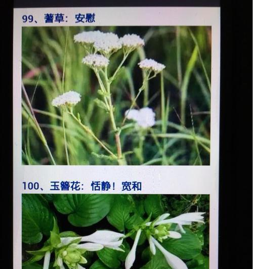 草玉玲花的花语是什么？它象征着什么？