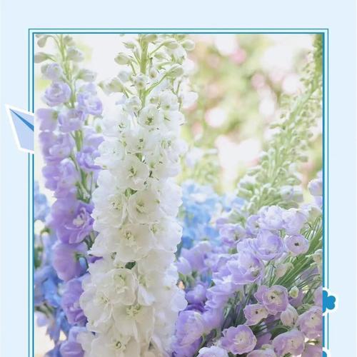 草玉玲花的花语是什么？它象征着什么？